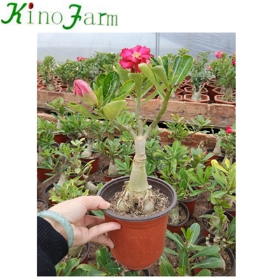 Adenium Desert Rose Rose China