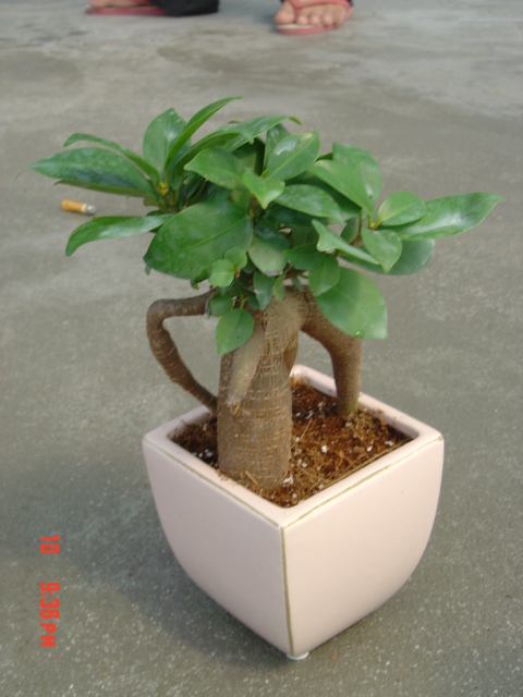 ficus bonsai hace que tu jardín sea verde